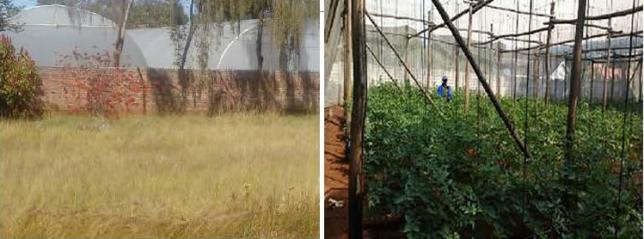 Figure 4: Greenhouse production of horticultural crops in low density residential areas of Harare