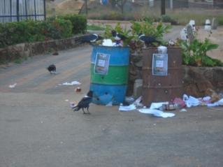 Figure 5.1 Dogs and cats wreaking havoc during the night and birds taking over during the day