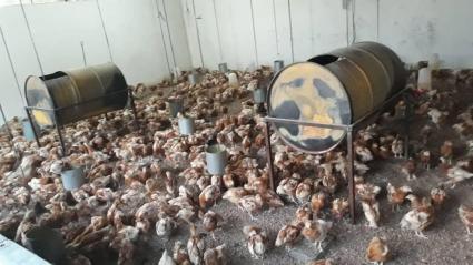 Figure 12: Indoors poultry production