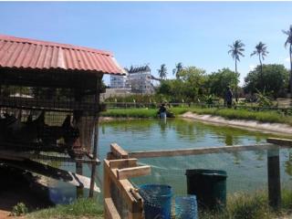 Chicken hut overhanging the fish pond at the demonstration site at Kunduchi Campus, University of Dar-es-Salaam. Picture by COAF, UDSM