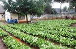 Figure 3: Highly organised on-plot lettuce production in a low density area of Harare (source: http://www.hararenews.co.zw/2015/07/1000)